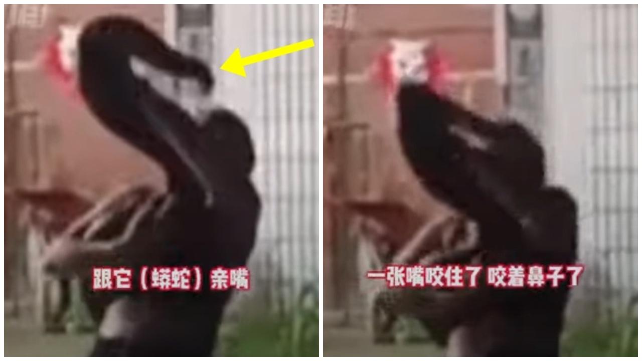 女子婚禮表演蛇吻慘被巨蠎咬唇5分鐘，網民傻眼：喻意永不分離？(微博)