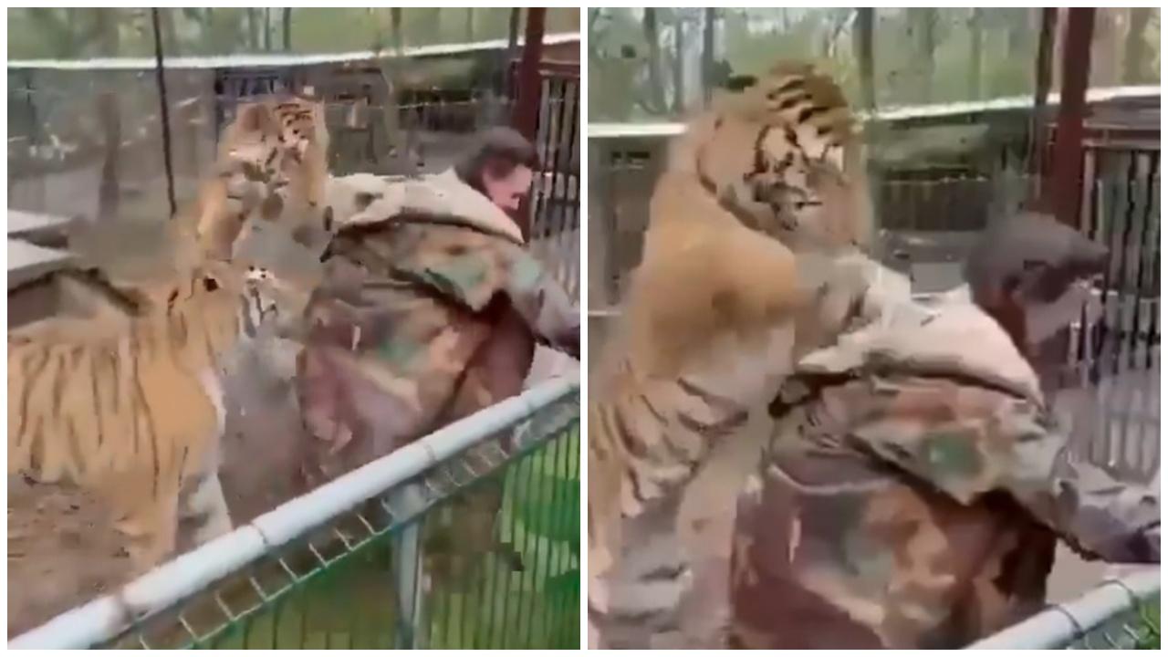 別背向猛獸，女獸醫被老虎從後偷襲，狂爪欲強拖入籠。(X)