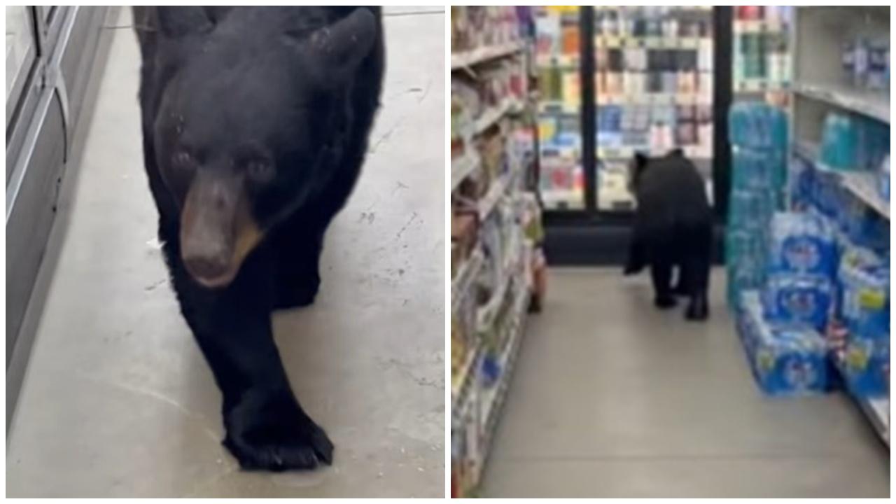 黑熊闖超市咬傷婦人和狗，橡膠子彈驅離失敗終被射殺。(X)