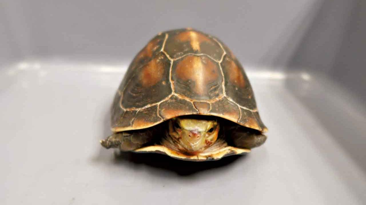 涉走私逾2000活龜 38歲司機今提堂