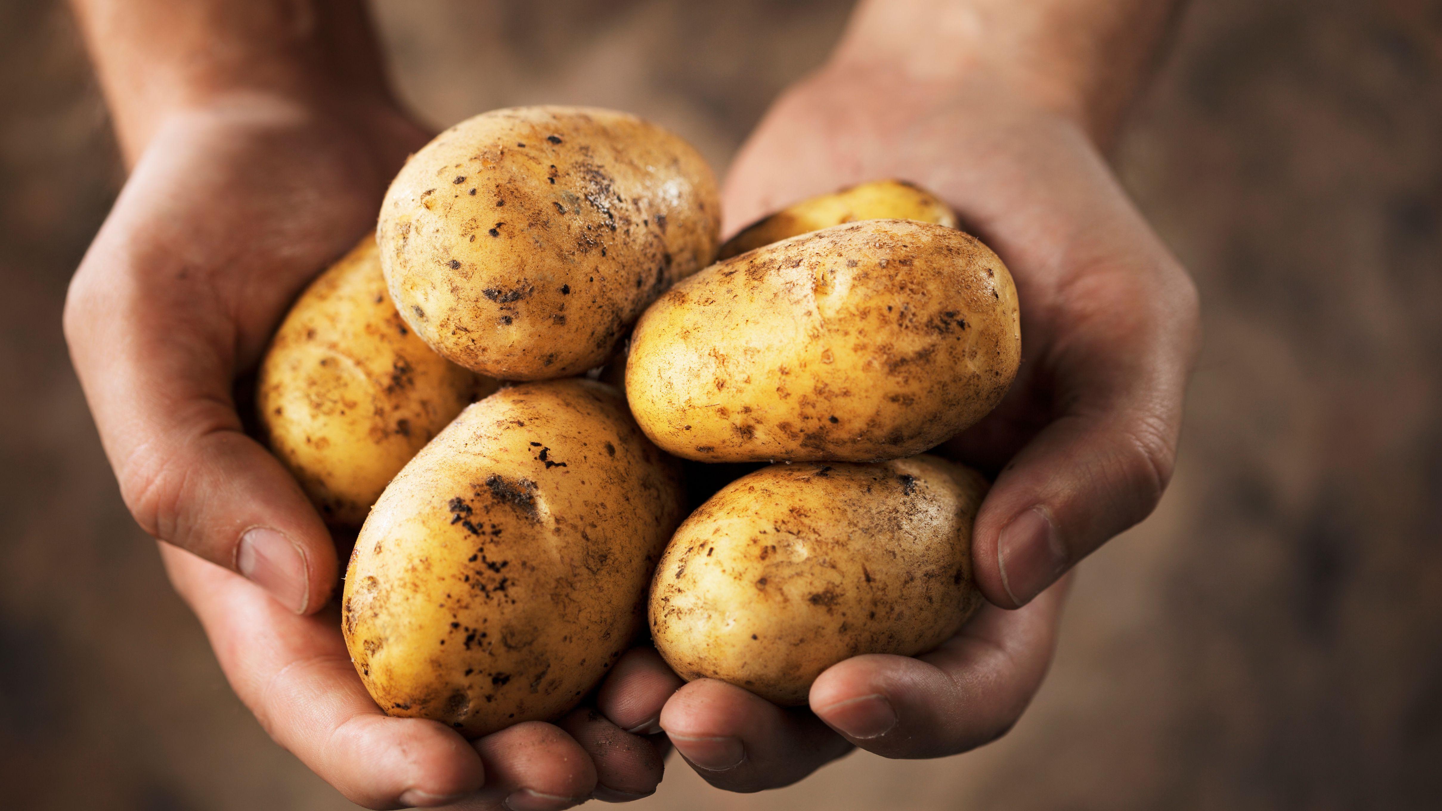 薯仔 澱粉 糖尿病 血糖 血壓 高血糖 高血壓 薯條 薯蓉