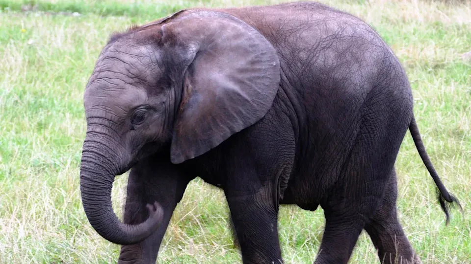 非洲傳大象襲擊事件　4遊客遭暴怒公象掀翻船還被象鼻按水裡險窒息