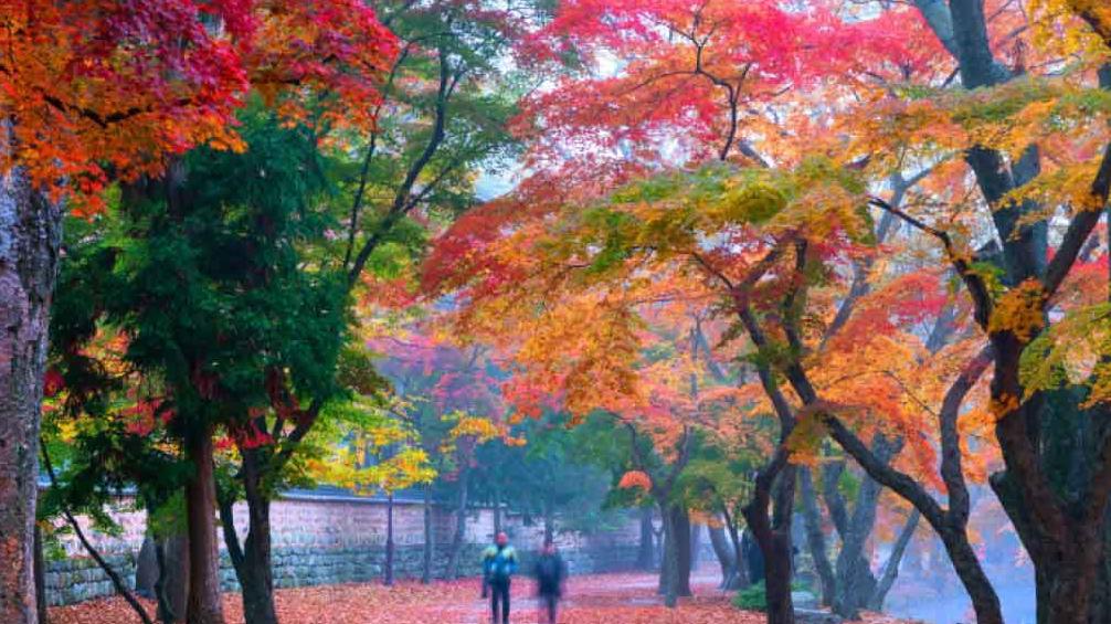 秋楓浪漫雙國遊 韓國全羅北道五天／日本冬日六天團