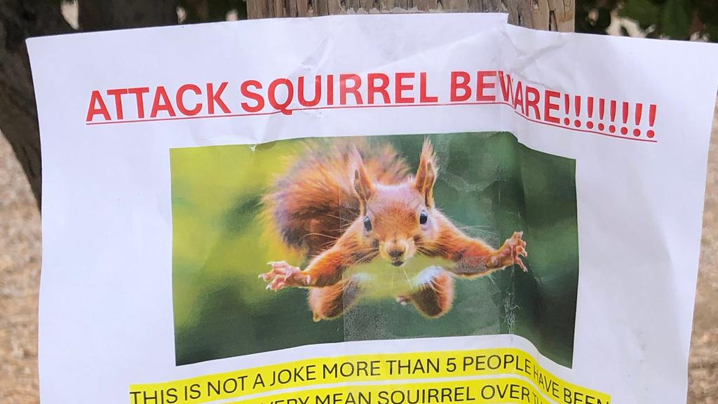 三藩市灣區聖拉斐爾市多處張貼提防松鼠出沒的告示。(美聯社)