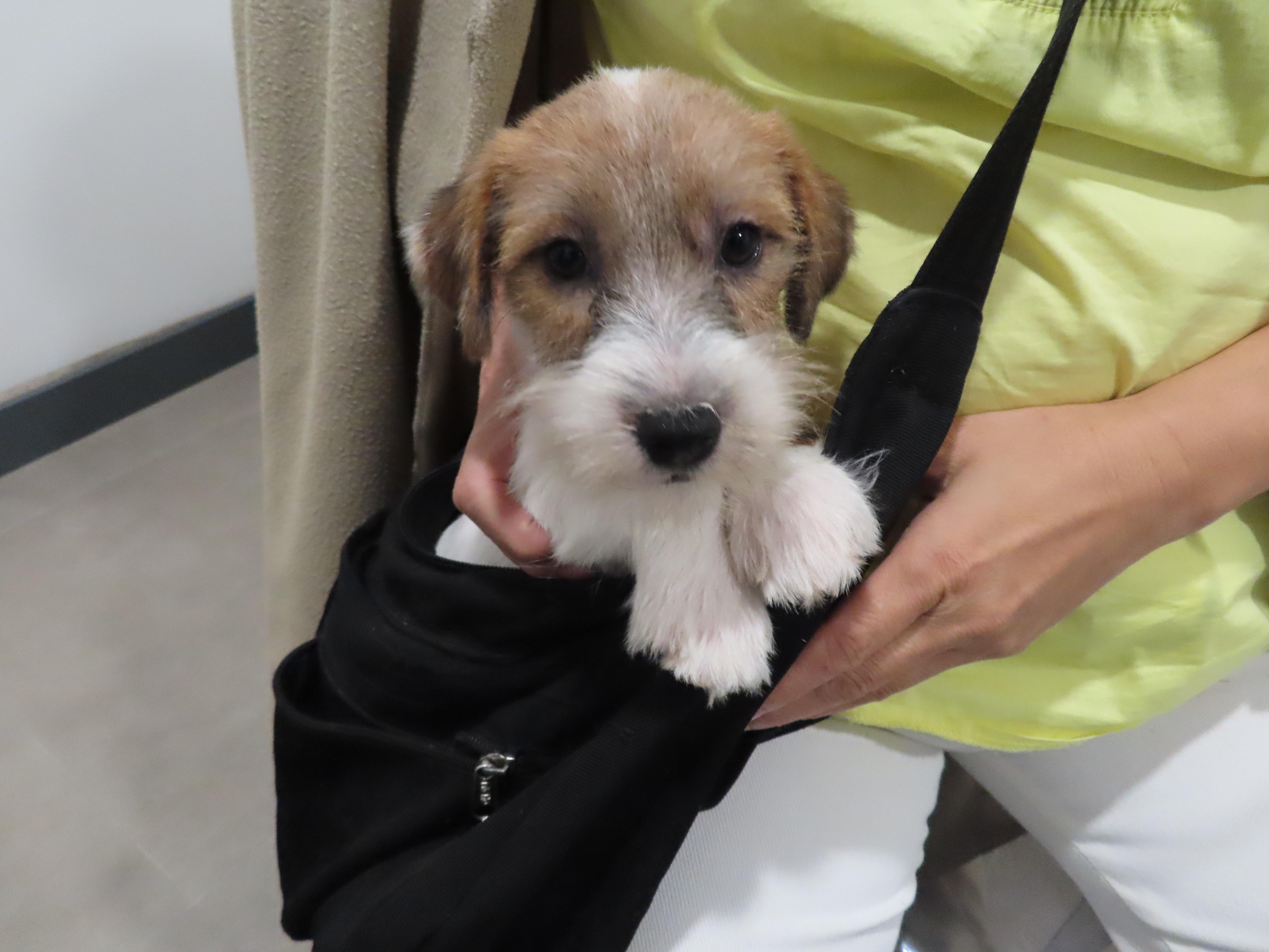 海關沙頭角中英街連拘兩單車婦，涉走私6貓狗入境。(政府新聞處)