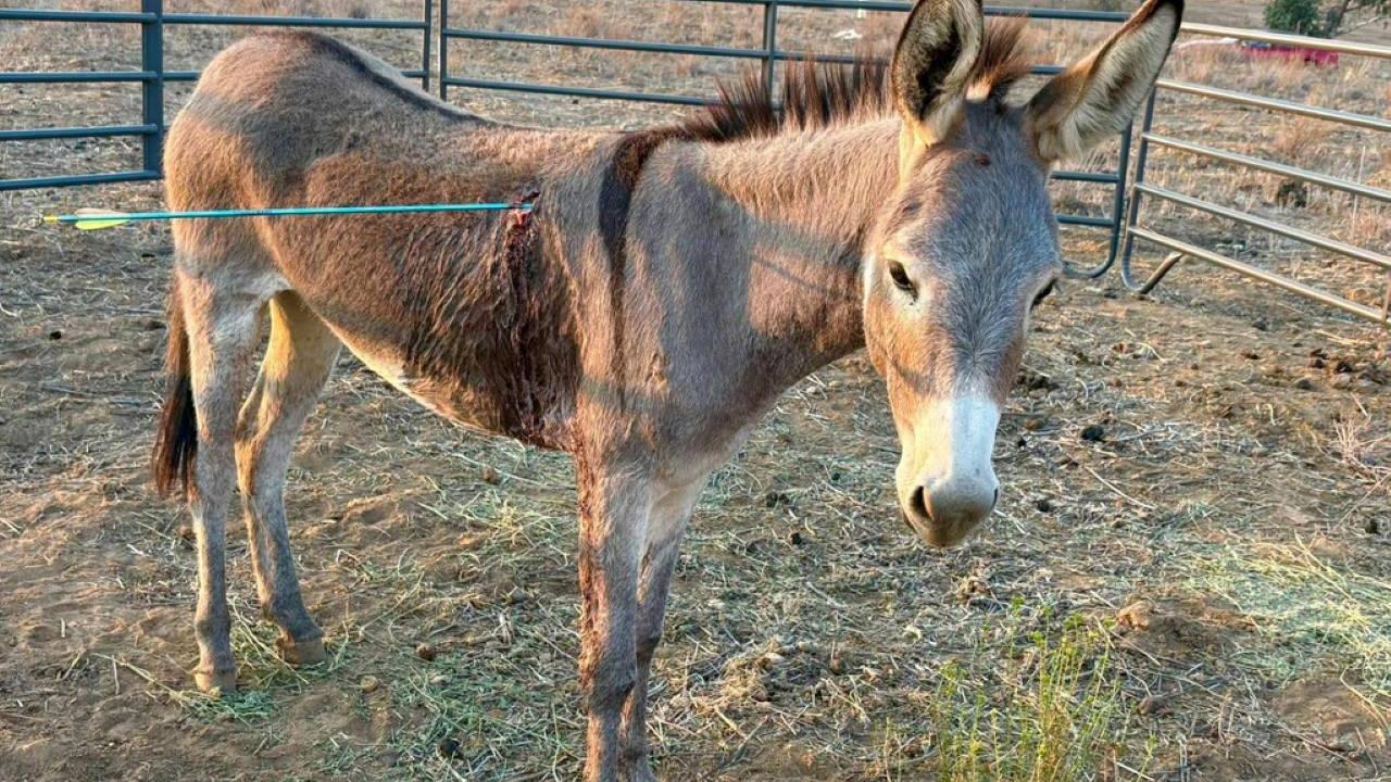 加州驢子中箭「穿肺」送院拔出 懸紅2.4萬美元求線索