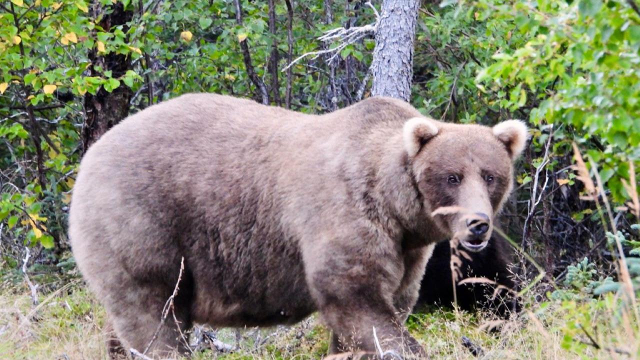 棕熊Grazer有力成為阿拉斯加胖熊周2025年度最胖熊王，她已經兩奪冠軍。（美聯社）