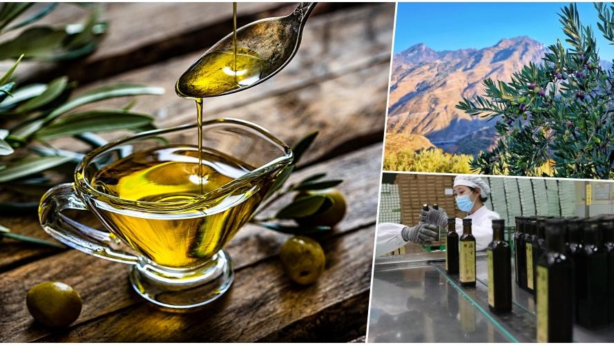 地中海液體黃金流入中國山區　油橄欖如何扎根甘肅？｜中國新特產