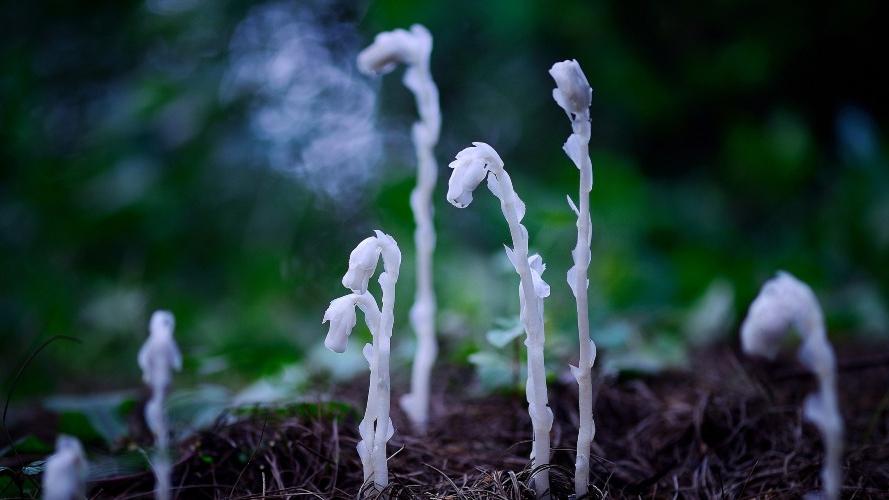 水晶蘭｜一碰就死的冥界之花？　國家珍稀植物之謎