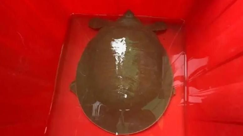 廣東漁民捕獲韓江黿後放生　生存1.75億年曾於《西遊記》登場