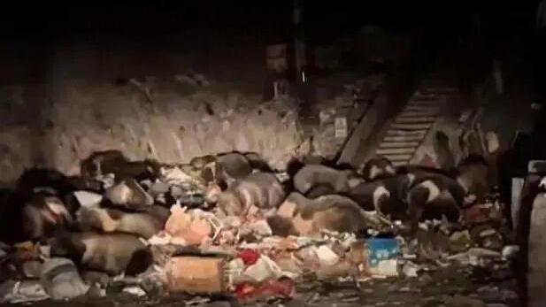 西藏垃圾場30多隻藏馬熊覓食 大規模聚集現象惹關注（有片）