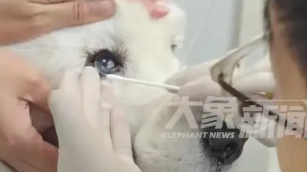 內地創新療法讓毛孩重拾光明　700元即可為狗狗配戴隱形眼鏡