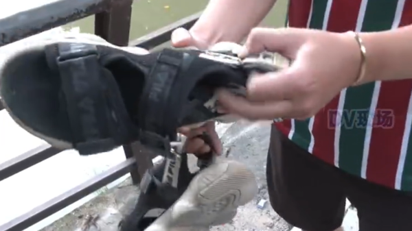 外送員被「復活」鱷魚咬爛鞋 老闆：我沒說過是死的