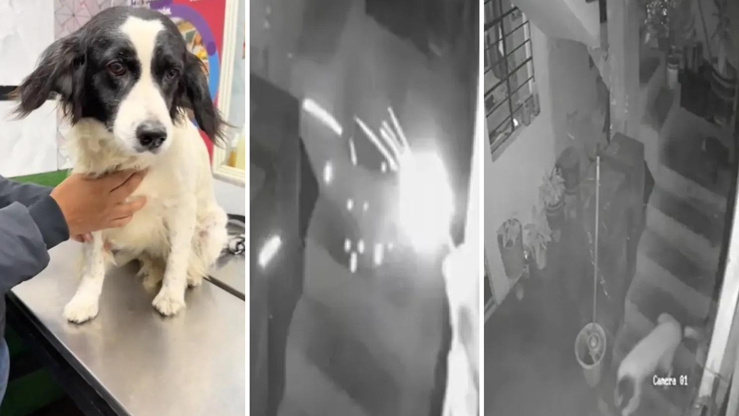 狗狗Machis深夜發現有人掟爆炸品入屋，即跑落樓梯，試著弄熄著火的藥引。(互聯網)