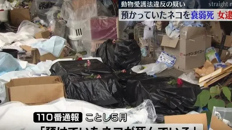 熊本51歲貓義工收養逾百隻貓但養不起　住處堆滿貓屍觸目驚心