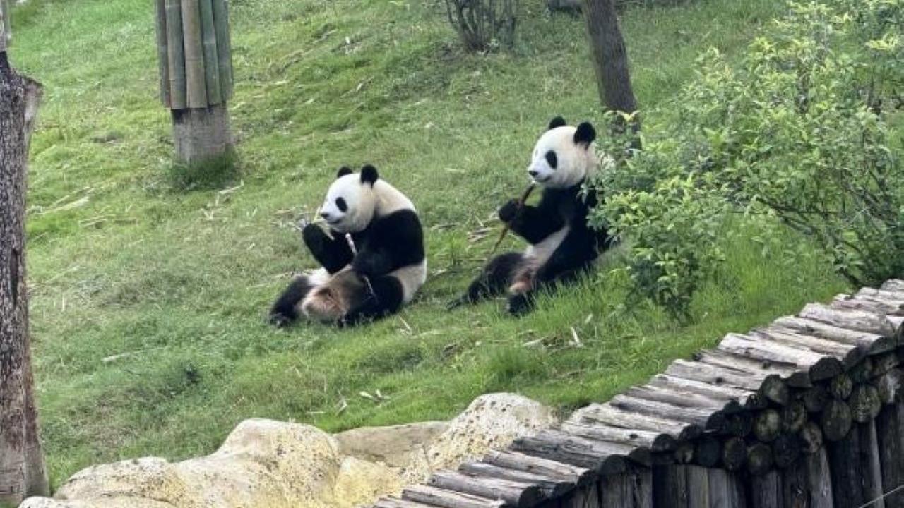 成都大熊貓基地境外訪客上升　香港人讚户外活動區域廣闊。（港台圖片）