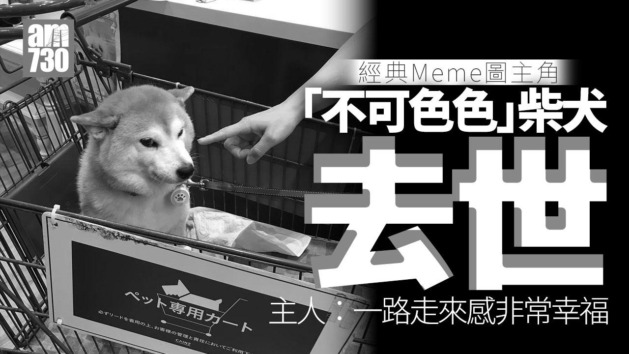 「不可以色色」柴犬去世享年17歲 主人：帶著笑容離開