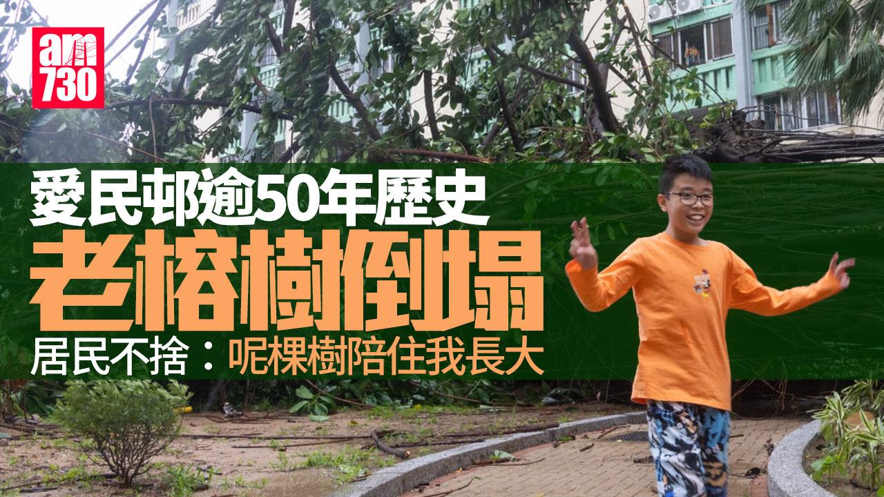 颱風樺加沙｜何文田愛民邨逾半世紀老榕樹倒塌 網民心痛：呢棵樹陪住我長大