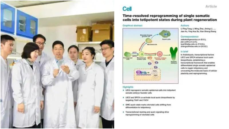 山東農業大學研究團隊日前成功破解困擾科學界逾百年的植物細胞全能性機制之謎。（圖／翻攝《濟寧新聞》）