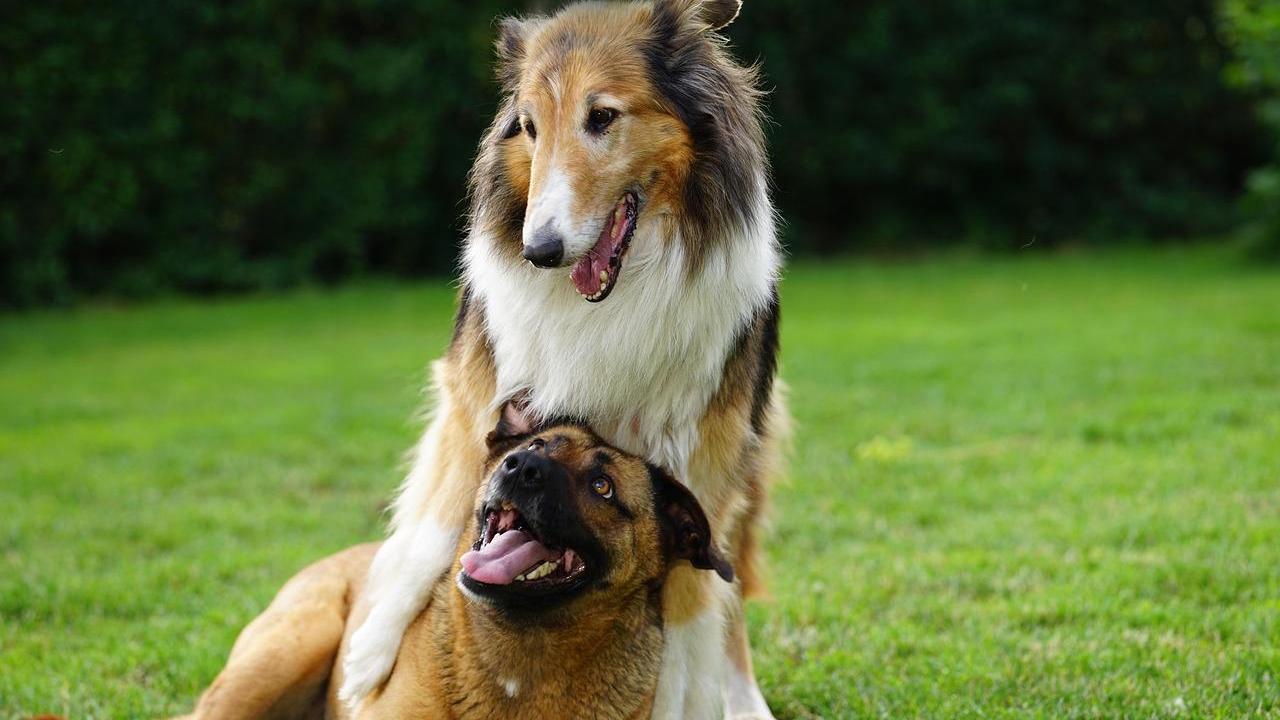 一名男子不滿鄰居飼養的13隻狗狗擾民而對狗下毒。（示意圖，非涉事狗隻／Pixabay）