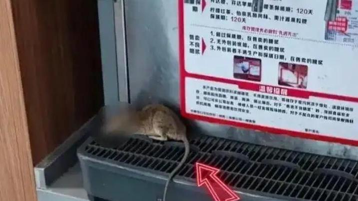 飲料機赫見死老鼠。（圖/翻攝新浪微博）
