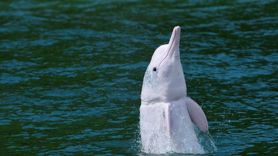 如何保育海上國寶——中華白海豚？
