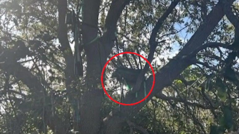 特朗普再有危險？空軍一號落機位置附近大樹 暗藏可疑狩獵架 FBI調查