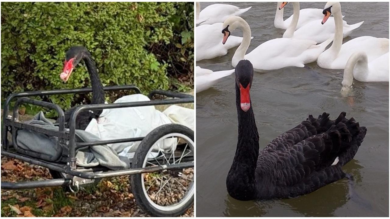 恐嚇遊客、襲擊同類、企圖性侵，暴躁黑天鵝遭逐出小鎮。(X)