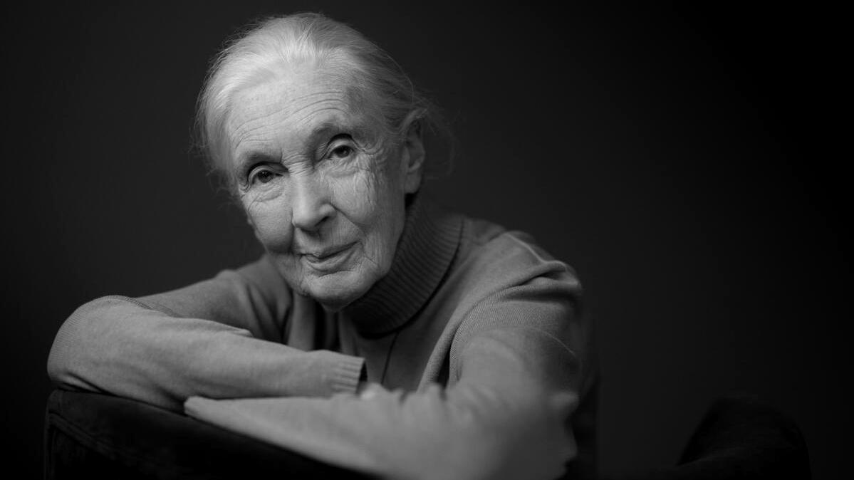 「黑猩猩之母」珍古德逝世，終年91歲。(網上圖片)