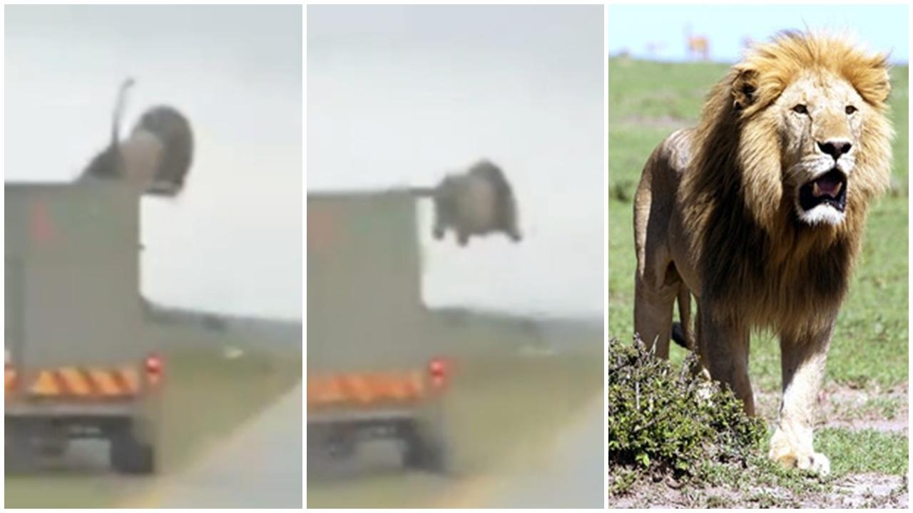 雄獅上演公路大逃亡，貨車頂吹風驚險跳車。(X)