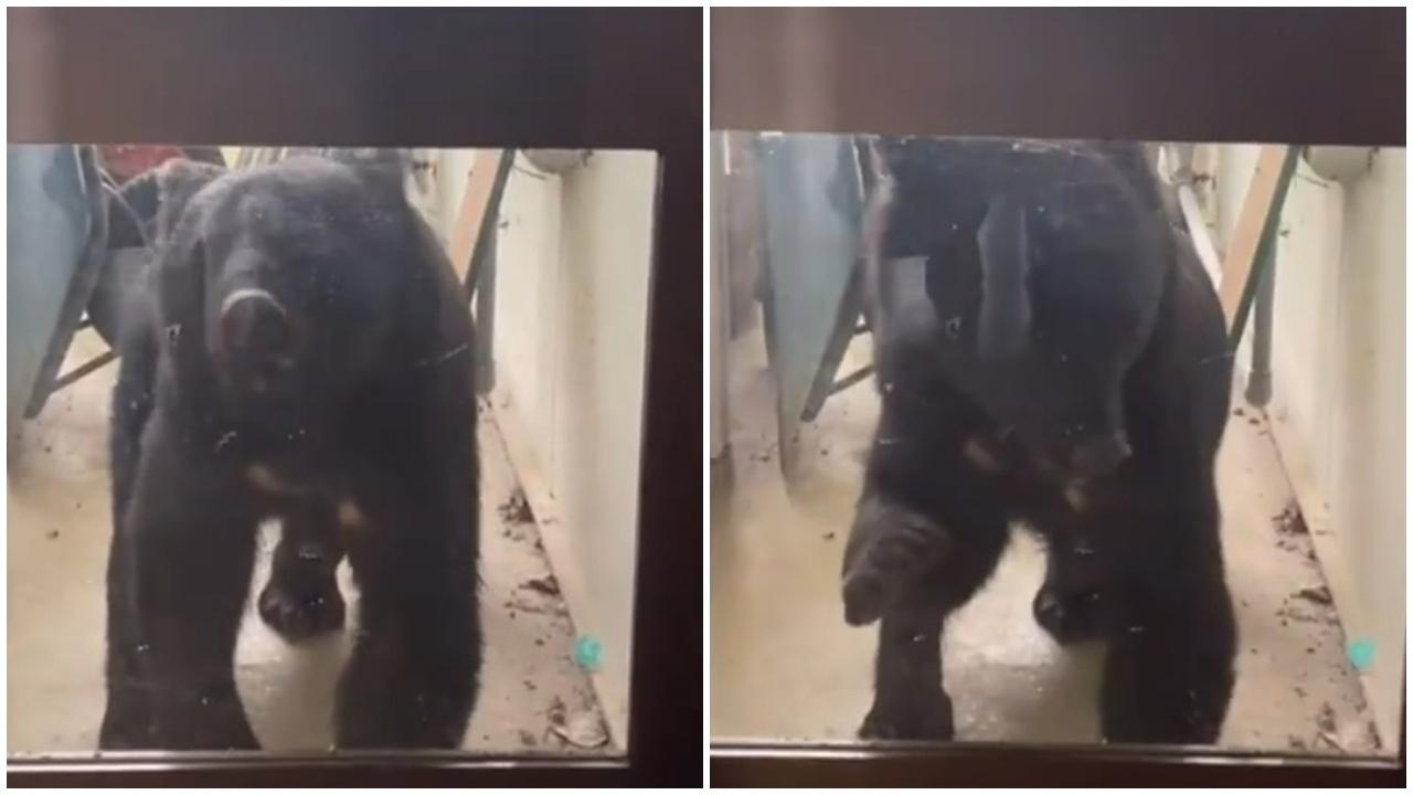 日本岩手野熊闖托兒所，幸40兒童正午睡無人受傷。(X)