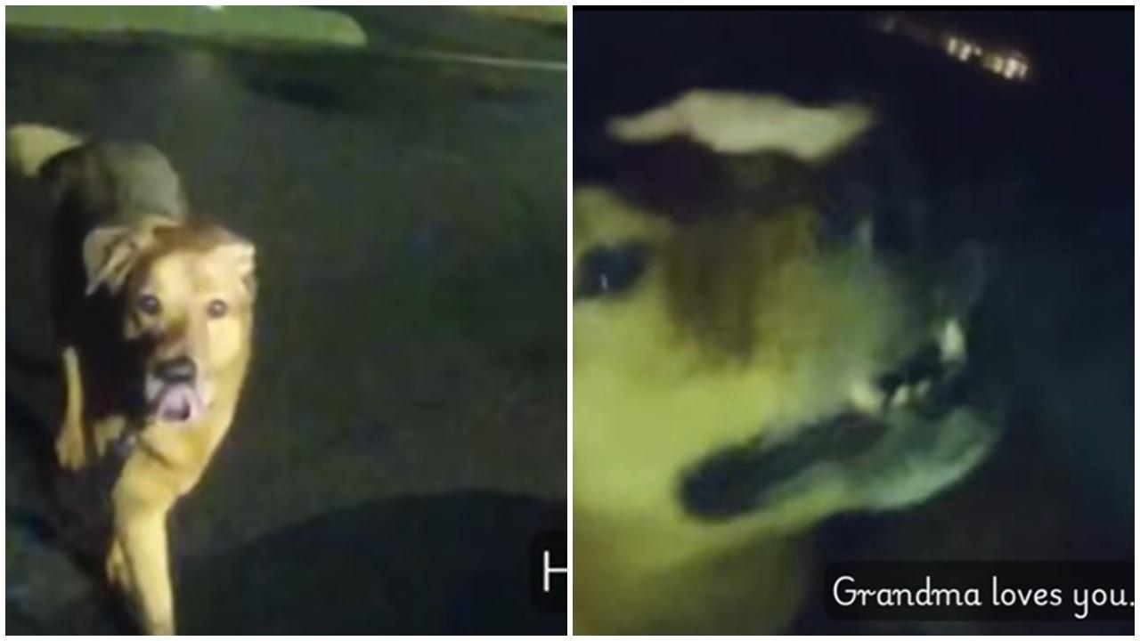 醒目狗狗攔截警車引路救人，受傷主人感動：我愛你。(FB)