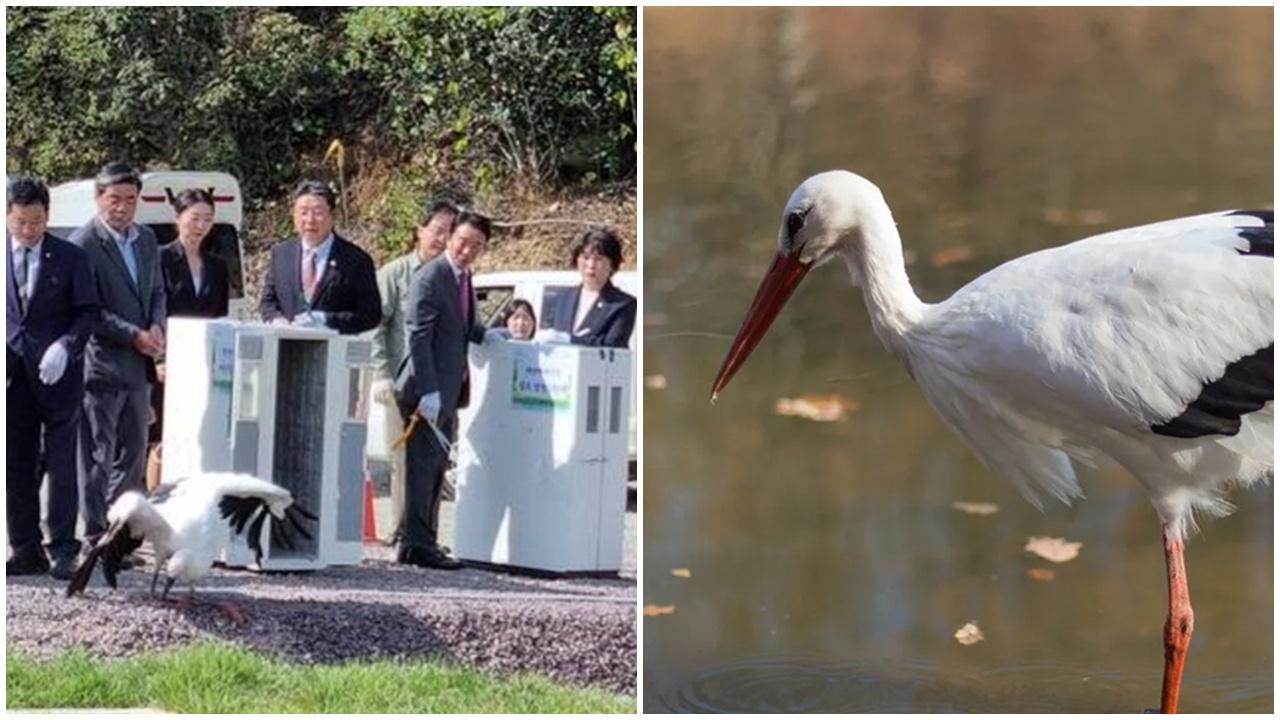 放生變往生，國寶級白鸛疑因儀式困籠太久死亡。