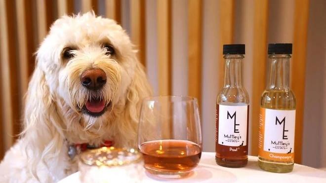 新西蘭公司推出寵物葡萄酒，不含酒精或葡萄，稱有助緩解壓力。(X)