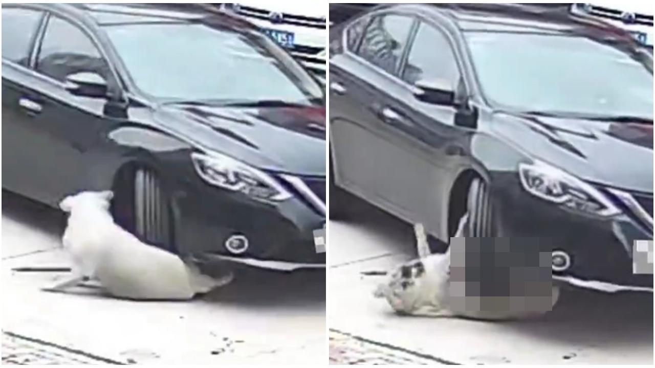 杭州狗狗慘被車輾過竟絲毫無損，獸醫曝保命關鍵。(微博)