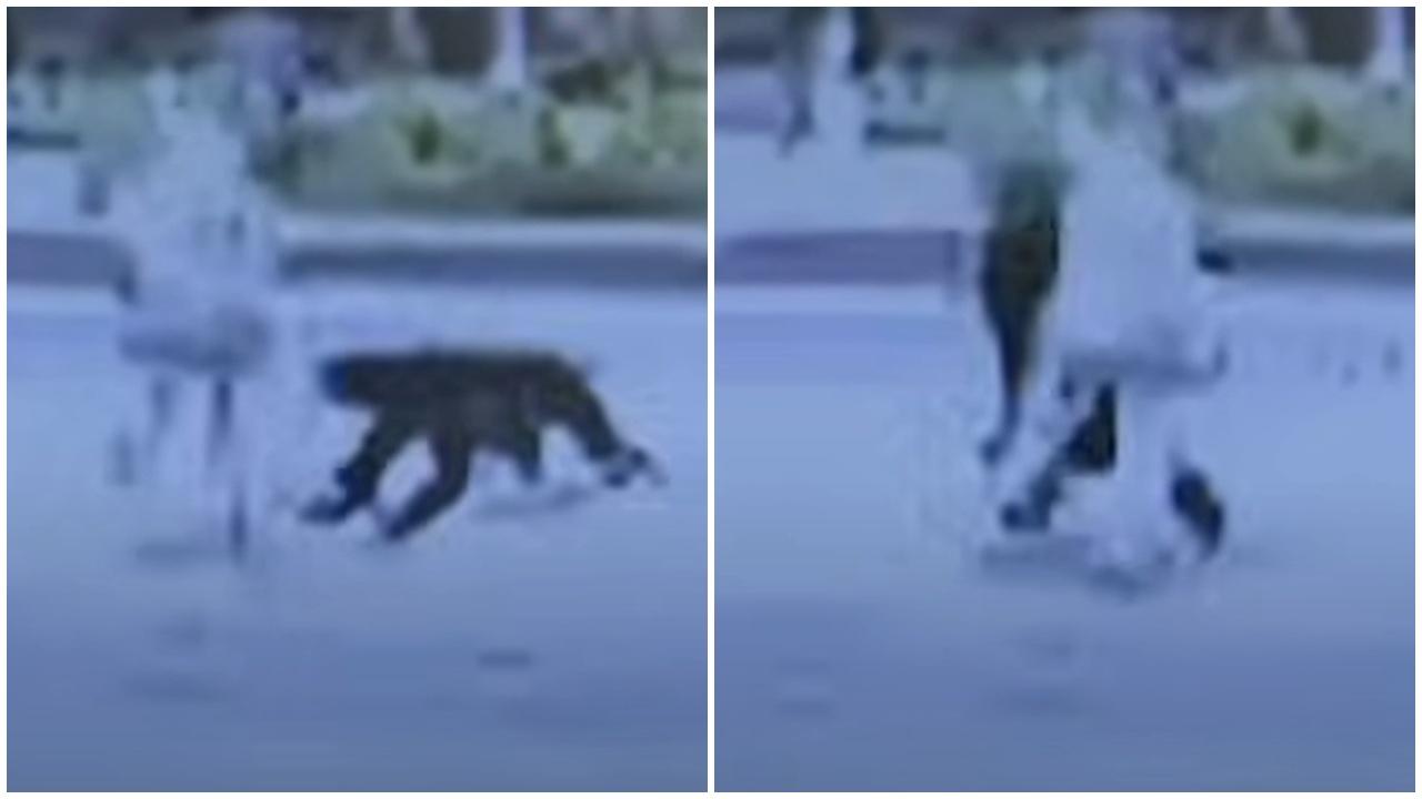 秋田八旬婦遭熊襲擊，驚嚇施襲片段罕有曝光。(YouTube)