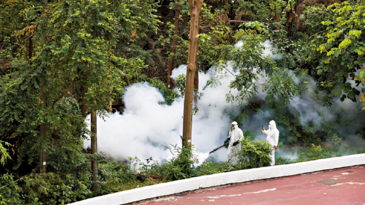 基孔肯雅熱今年累計50宗 鳳德邨附近學校減戶外活動