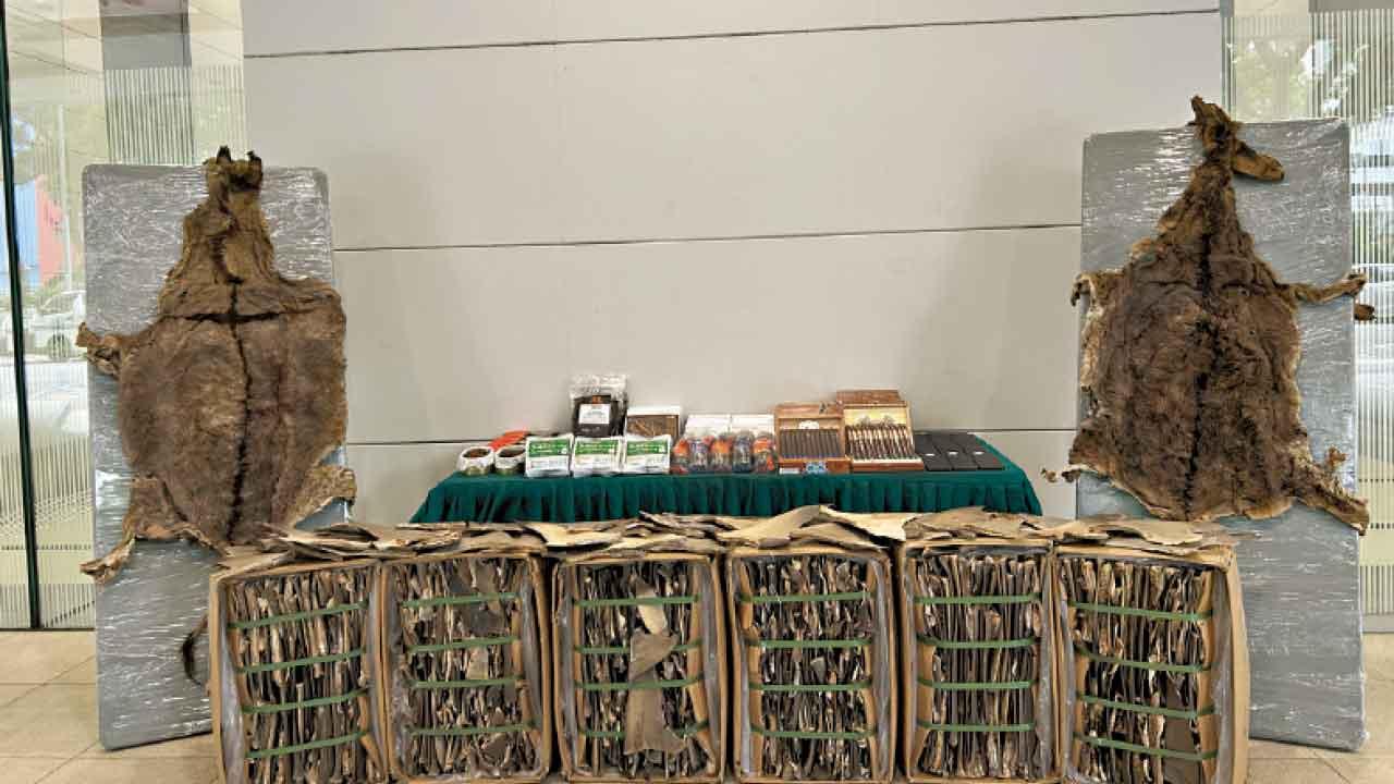 海關破兩海運走私案 檢150噸驢皮 料用作製阿膠