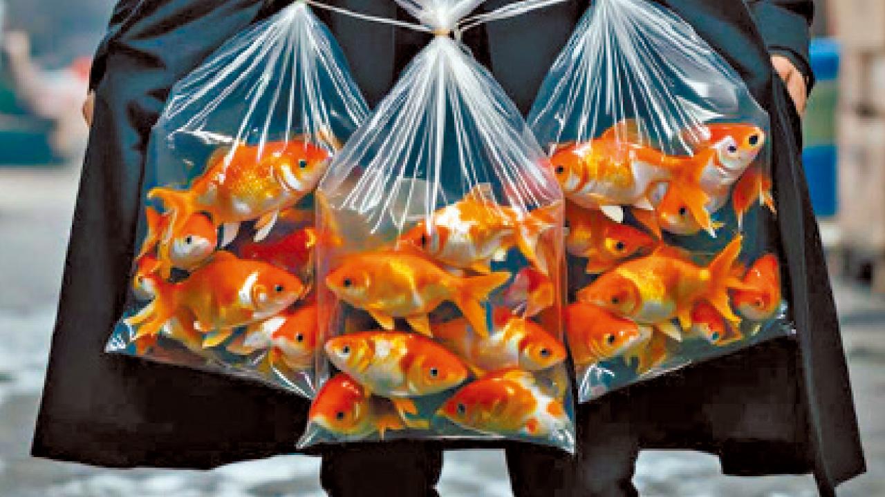 走私觀賞魚背後