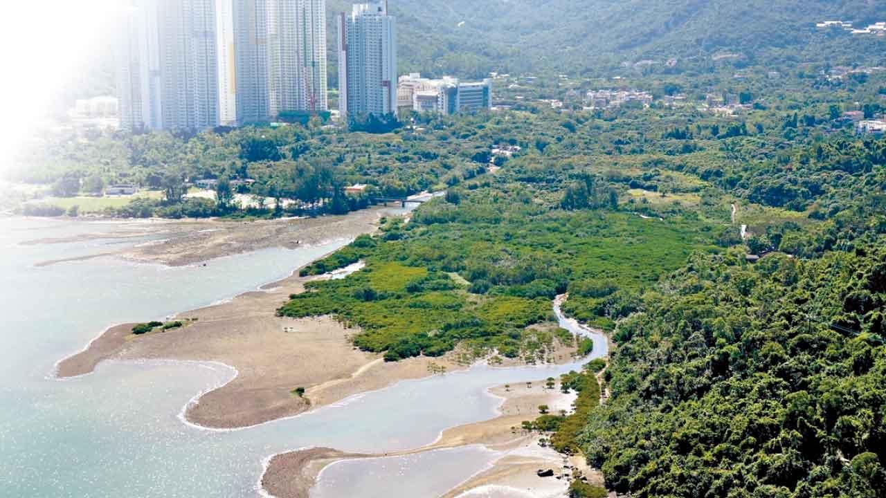 調查東涌河蜻蜓 原生魚 種類微升  環團︰物種數量未回復工程前