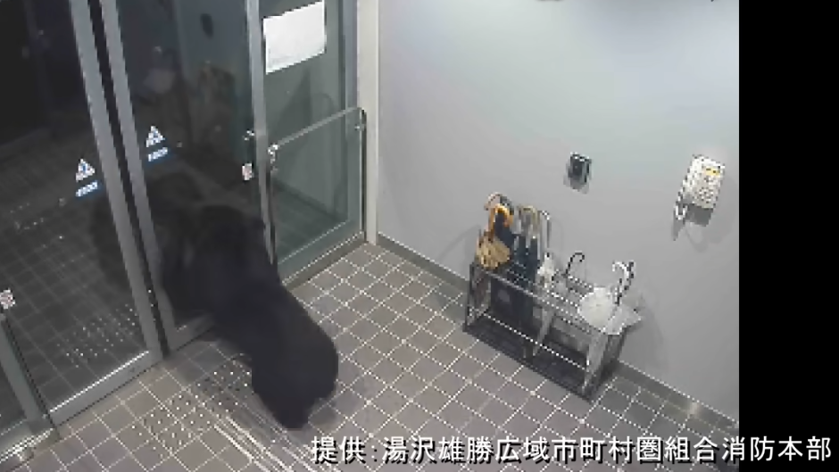 日本旅遊｜秋田縣黑熊闖市區4人傷 闖入商廈躲進住宅逾24小時(有片)