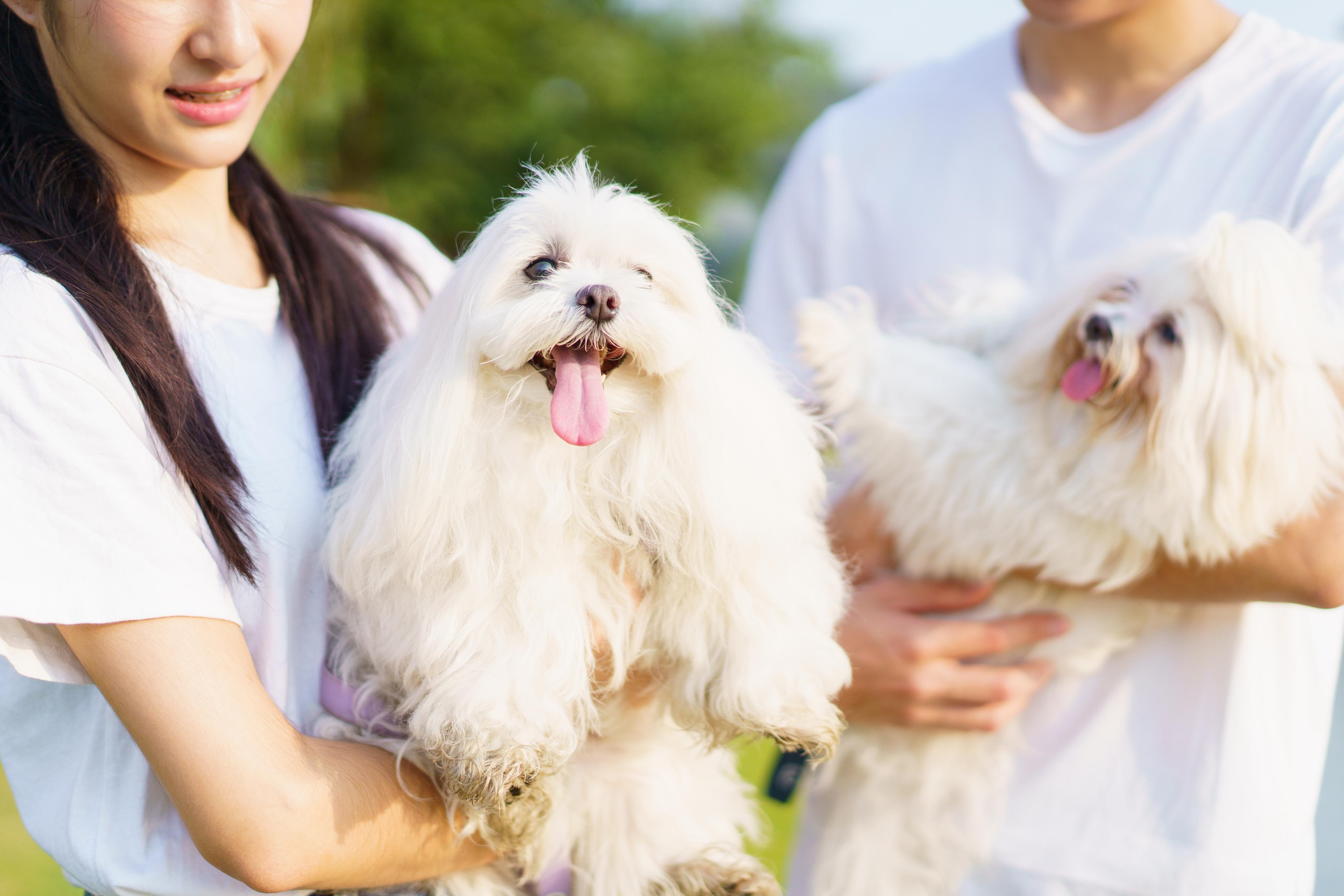 漁護署狗隻牌照機制被投訴，申訴專員宣布調查。(政府新聞處)