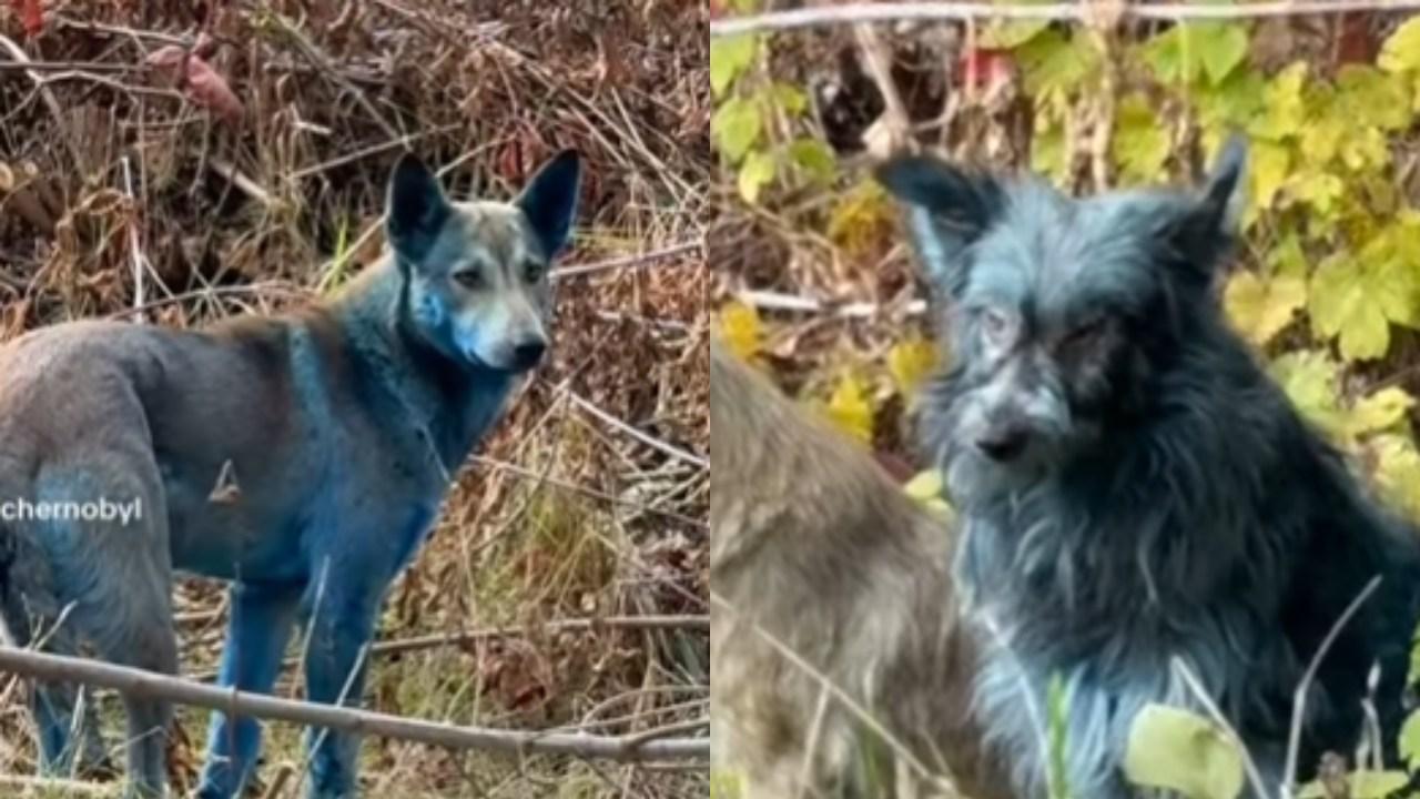 烏克蘭切爾諾貝爾核電廠出現藍色流浪狗　疑接觸化學物質後「變色」（有片）