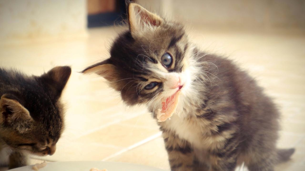 十一國慶｜長假帶旺上門餵寵物及暫托服務 上海北京廈門「爆單」