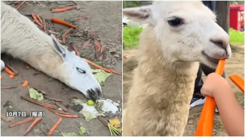 羊駝倒地翻白眼。（圖/翻攝《網易》）