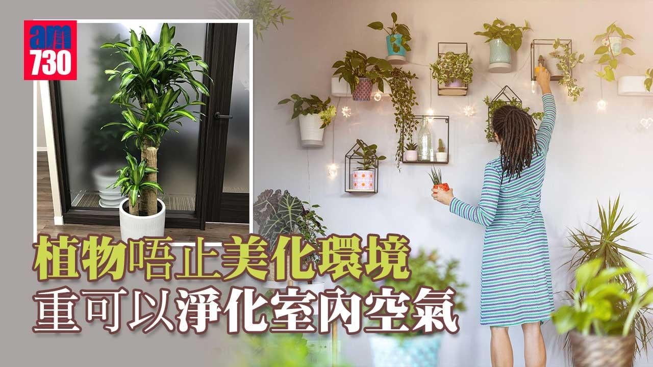植物功效唔止美化環境 重可以淨化室內空氣