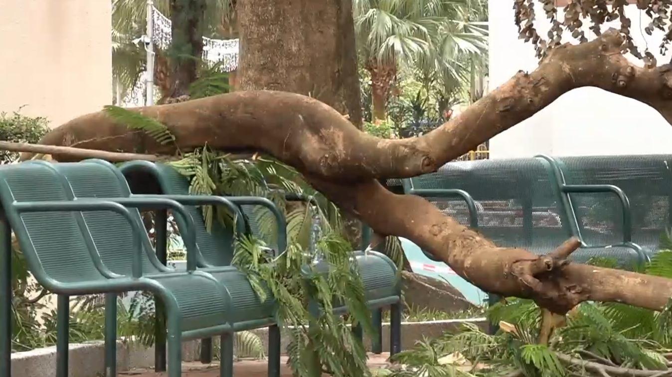 九龍灣啟業邨發生冧樹事故。（有線電視新聞截圖）