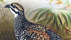 順時養生湯水 沙參玉竹百合鷓鴣湯