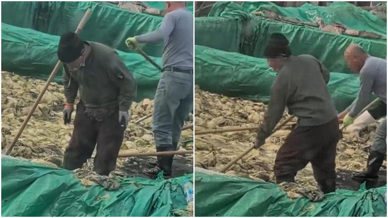 工人食煙兼吐痰為酸菜「加料」 當局：該批酸菜未流入市場 (有片)