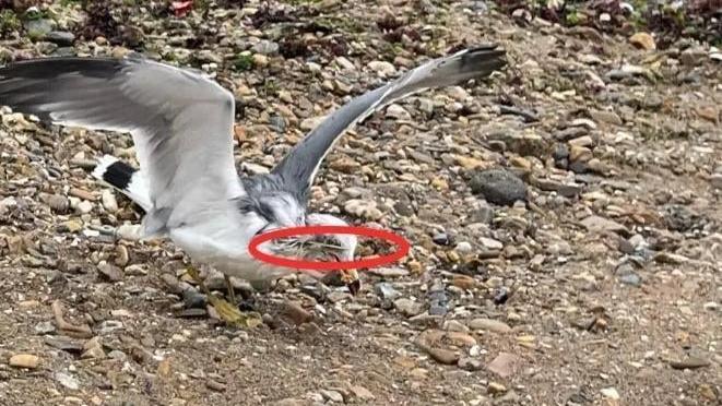 大連海鷗誤吞竹籤 網民懷疑「餵食打卡」造成